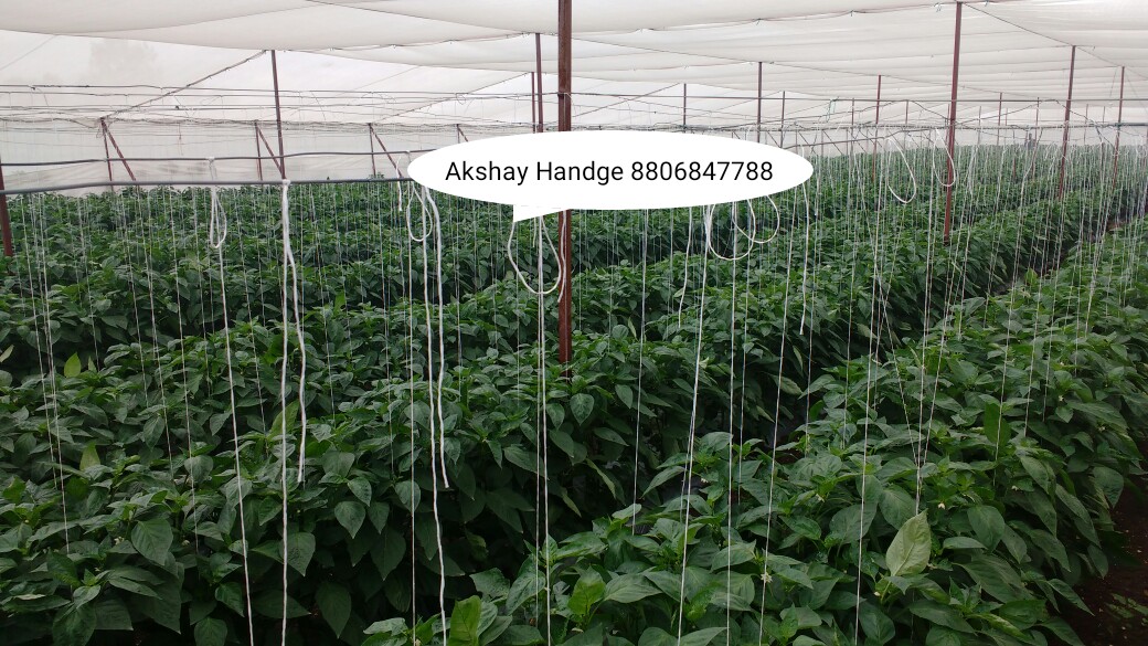 Green Planet Bio Products Nashik Mobile  shop Nashik